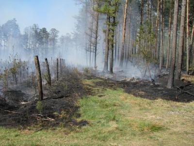 Pożar uprawy i lasu L.Wielowieś (fot. Zasoby Nadleśnictwa Taczanów)