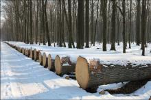 XXVII Międzynarodowa Aukcja Cennego Drewna Dębowego