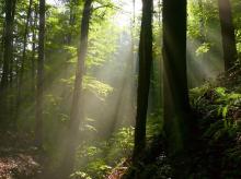 Co sprawia, że leśne powietrze ma tak zbawienny wpływ na nasze zdrowie?